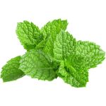 نعناع