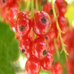 توت قرمز