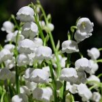 موگه